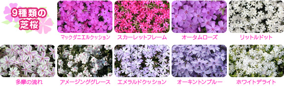 9種類の芝桜
